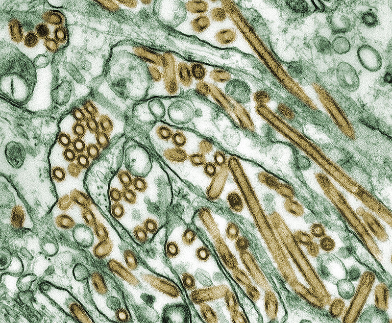 Illustration for article titled Psychedelic Images of Terrifying Viruses